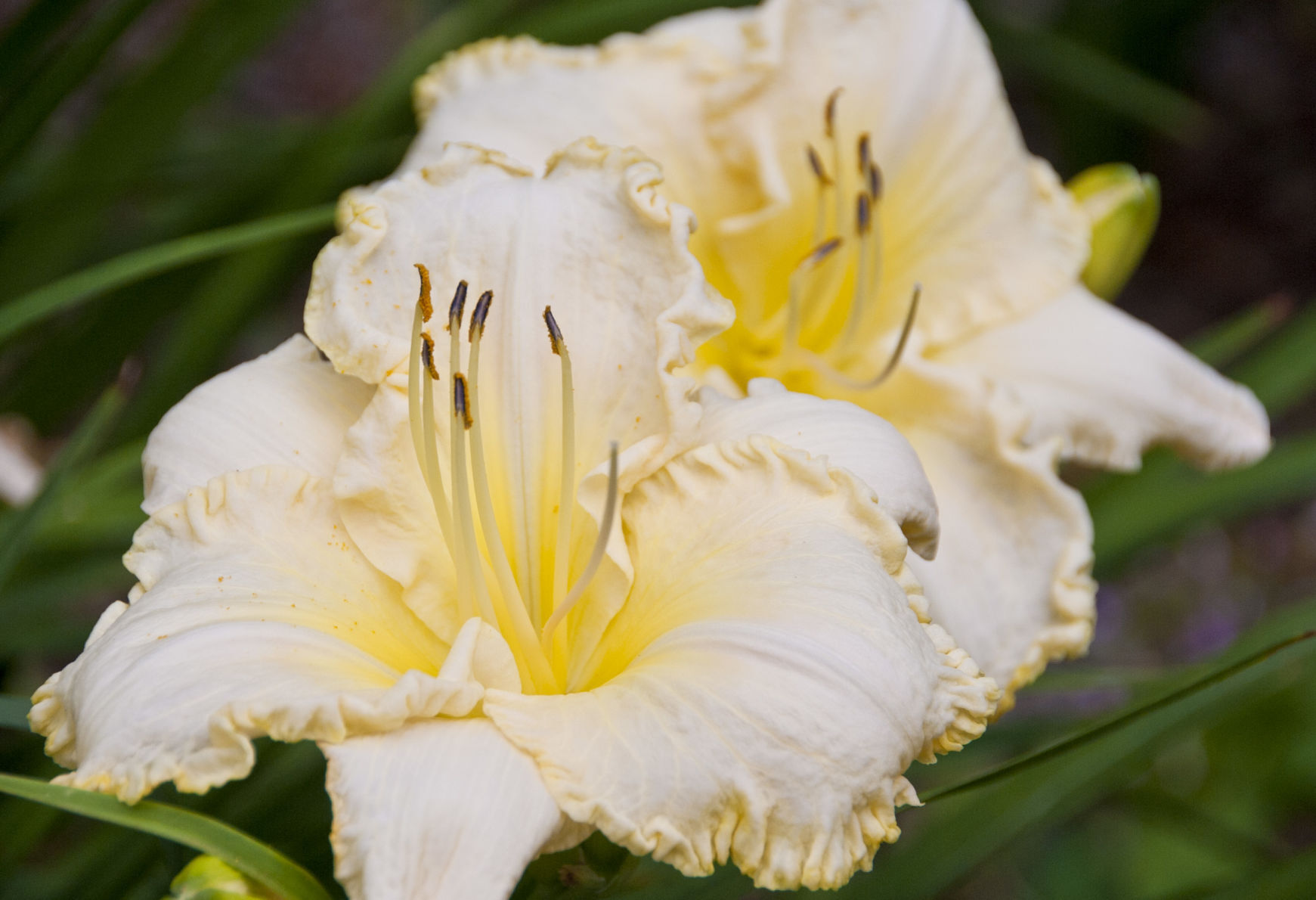 Davis Boxwood & Daylily Nursery